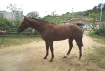 �������� (BEONGAE BOY) ����