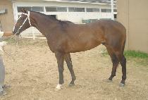 ���ι� (SHANE BOB) ����