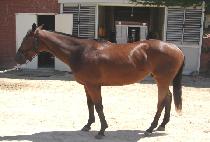 �ϵ���̵� (HARDRIDE) ����