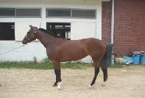 õ���Ǻ� (CHEONNYEONUI BIT) ����