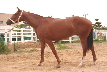 �ݽ�Ÿ ����