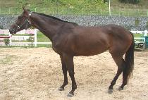 �������¾� (CHALLANHAN TAEYANG) ����