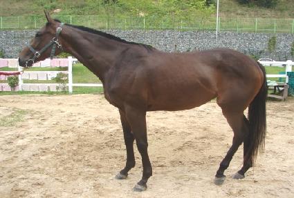 �������¾� ����