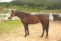 �Ϻ�õ�� (ILBO CHEOLLI) ����