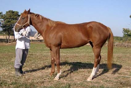 �ݺ���Ȥ ����