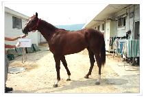 ��轺 (BIG SOX) ����