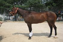 �����ʹ����� (AFTERNOON DOVE) ����