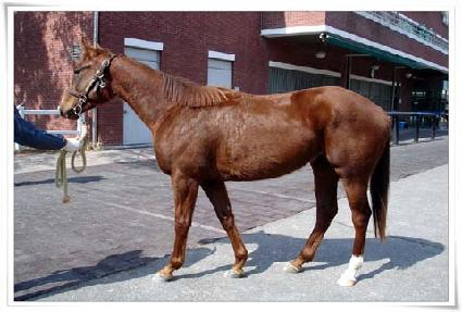 ��������Ʋ�� ����