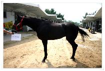 ���ϵ�Ŵ (WILD KIM) ����