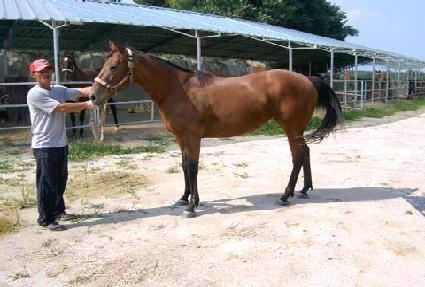 �÷����� ����