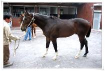 ī�Ϲߺ�Ƽ (CARNIVAL BETTY) ����