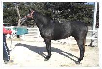 �ݵ� (BANDI) ����