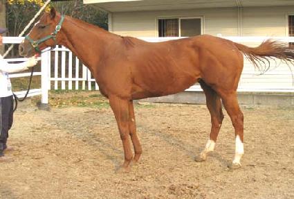 �߽�Į�����罺 ����