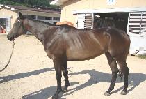 õ����ǳ (CHEOLLI CHUPUNG) ����