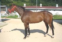 �ٶ����� (BARAM BURI) ����