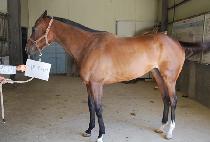 ��Ʈ�÷��� (NEAT PLAY) ����