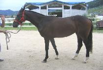 �����гʽþ� (SUNNY PANACEA) ����