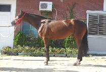 �ɺ����� (SYMBOLI QUEEN) ����