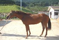 ȭ�� (HWAU) ����