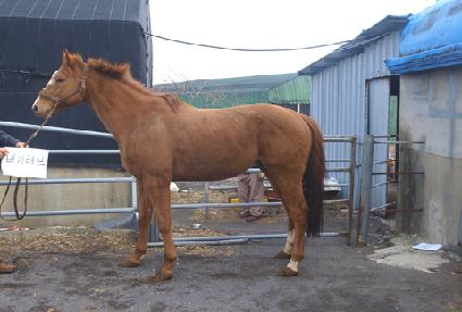 ��ī���� ����