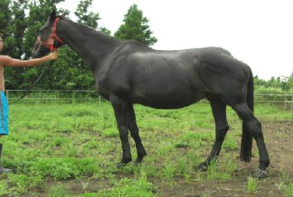 �ҳ뷹�� ����