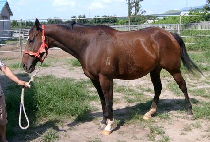 ���̵�ٶ�Ͻ�Ÿ ����