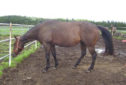 ������ ����