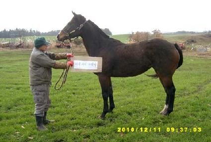 �̸����̾�ũ��Ŀ ����