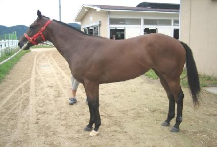 �׷����޹߷����� ����