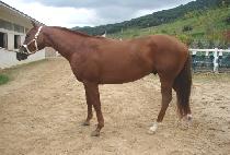 Ȳ�ݽŶ� (HWANGGEUM SILLANG) ����