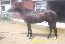 ��󽺸��� (BISHOP��S RETURN) ����