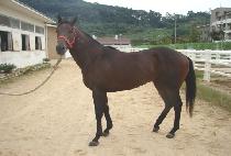 �ű׳����̵� (MAGNIFIED) ����