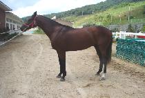 �ż��뿭ǳ (SINSEDAE YEOLPUNG) ����