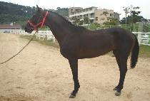 ī��κ��� (CAMELLO BELLO) ����