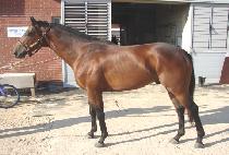 �޷γװ� (DAHLONEGA) ����