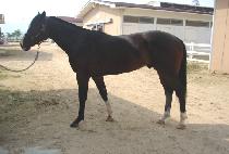 ũ���������� (CRAZY WINDY) ����