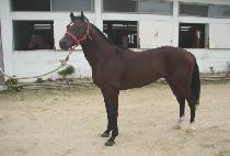 �ƽ�����ũ���� (MAX IS CRUISIN) ����