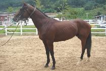 �������� (DONGSEO BULPAE) ����