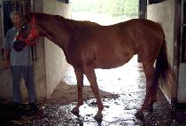 �þ���� (SHEER ABANDON) ����