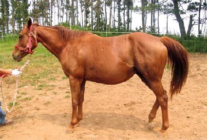 �̽���Ʈ���Ű ����