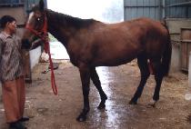 Ű�ɹ� (KISSIMMEE) ����