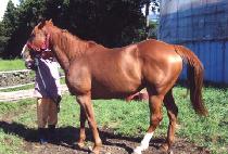 ������ũ (THUNDER WALK) ����