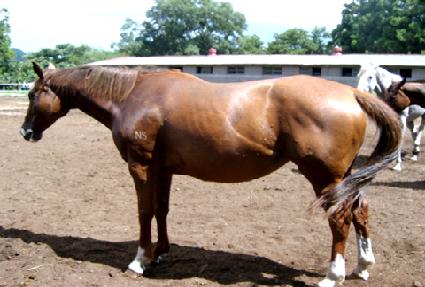 �����ܽ�Ÿ ����