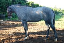 ��ũ�� (RAQS) ����