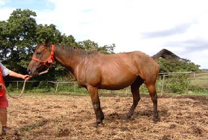 Ʈ���� ����