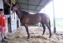 �ε����Ʈ (INDEPENDENT) ����