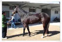 ���̾�Ʈ������ (GIANT TSUNAMI) ����