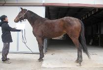 ���ĸ�Ĺ (SAFARI CAT) ����