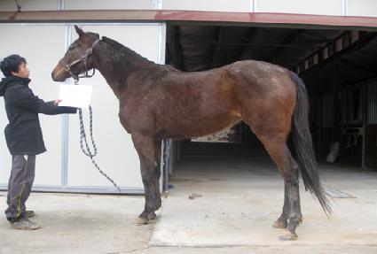 ���ĸ�Ĺ ����