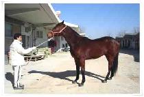 �긱����Ʈ����Ʈ (BRILLIANT KNIGHT) ����